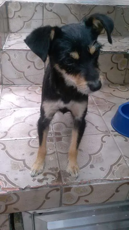 Cachorro ra a srd idade 1 ano nome ADOTADA. Estopinha