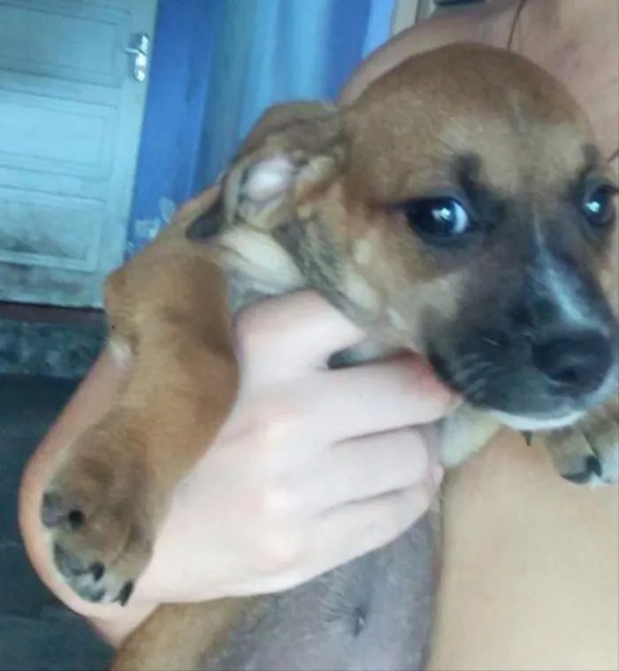 Cachorro raça Salsicha idade 2 a 6 meses nome Filhotes