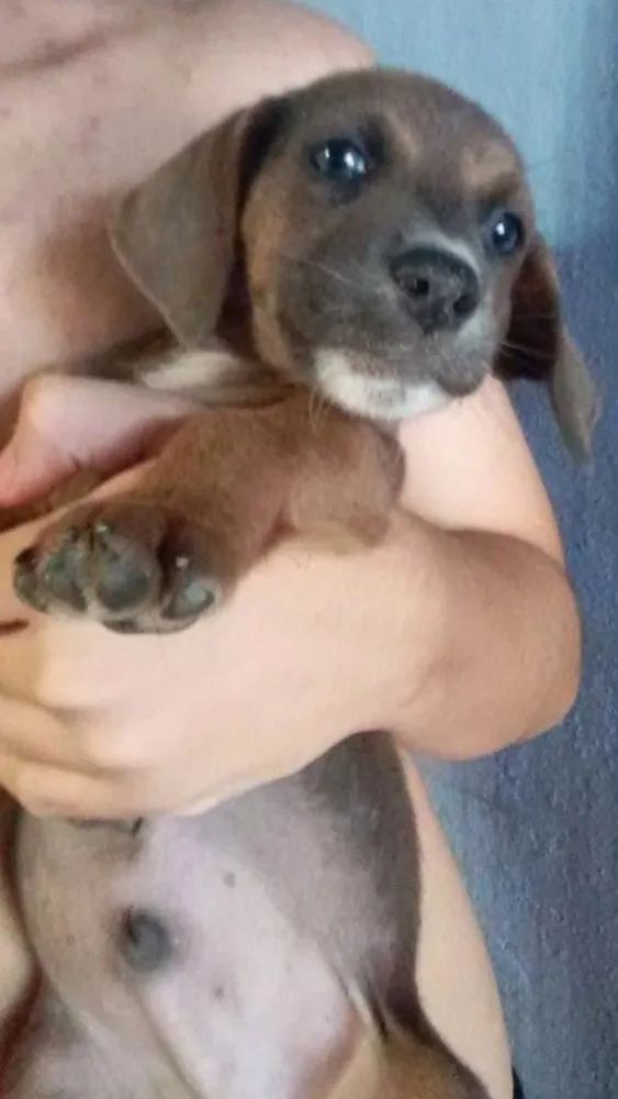 Cachorro raça Salsicha idade 2 a 6 meses nome Filhotes