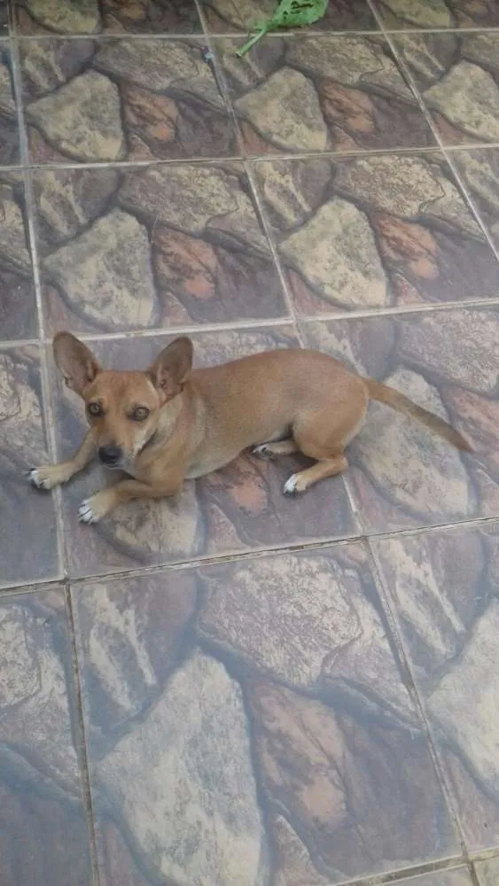 Cachorro ra a Vira lata idade 2 anos nome Não. Tenho 