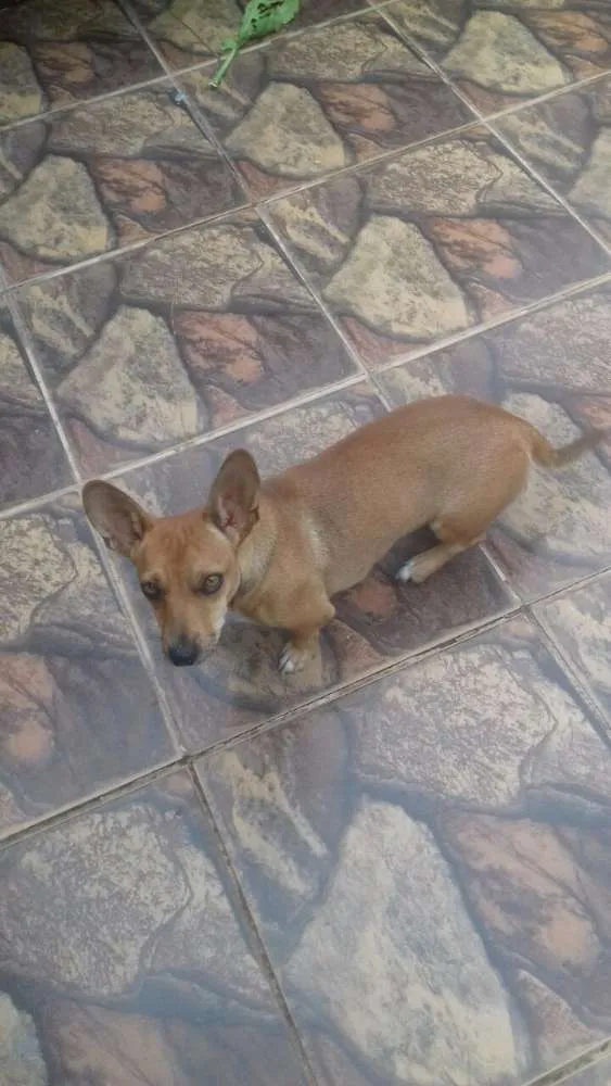 Cachorro ra a Vira lata idade 2 anos nome Não. Tenho 