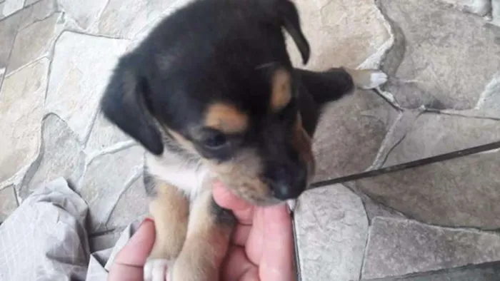 Cachorro ra a Vira lata idade 2 a 6 meses nome Amy, katy, Mônica 