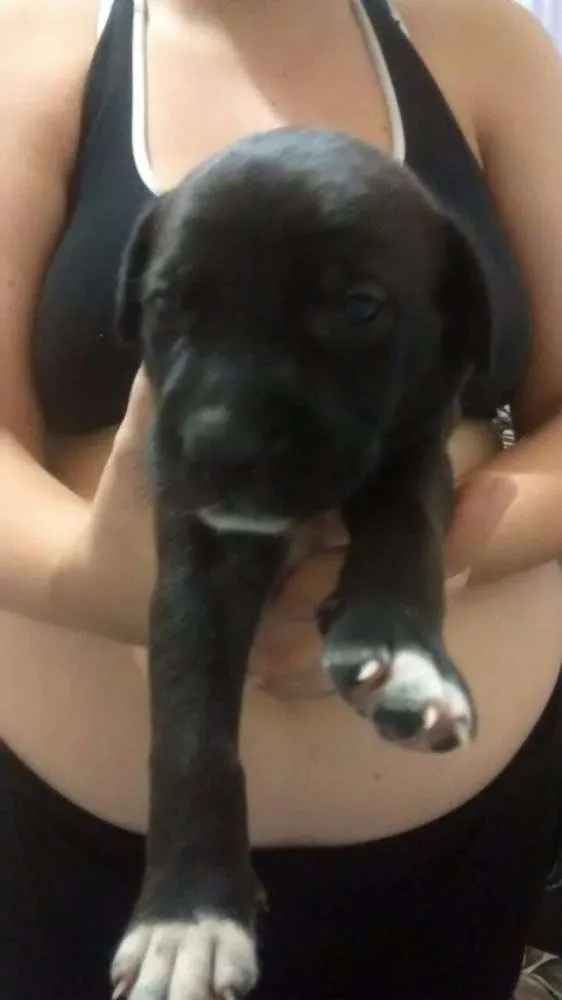 Cachorro ra a Srd idade Abaixo de 2 meses nome Sem nome