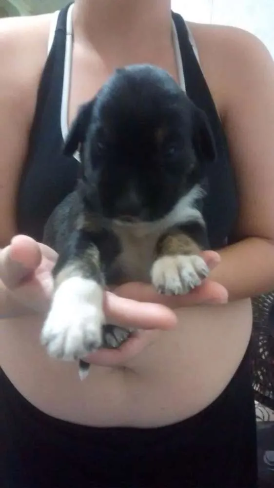 Cachorro ra a Srd idade Abaixo de 2 meses nome Sem nome
