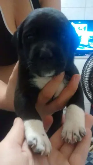 Cachorro raça Srd idade Abaixo de 2 meses nome Sem nome