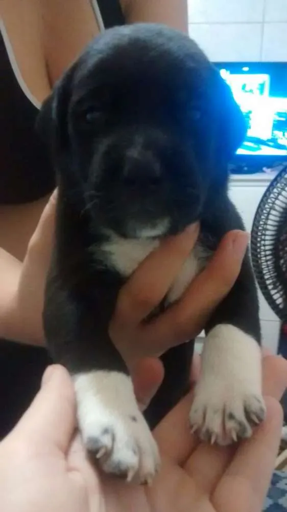 Cachorro ra a Srd idade Abaixo de 2 meses nome Sem nome