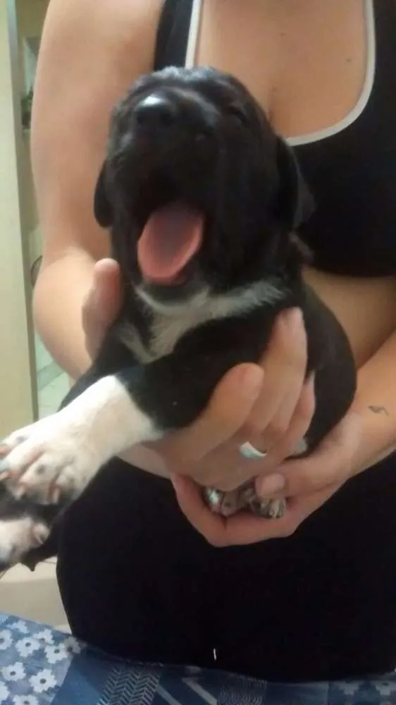 Cachorro ra a Srd idade Abaixo de 2 meses nome Sem nome