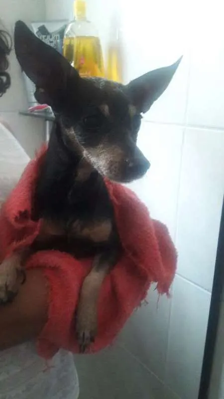 Cachorro ra a Pinscher idade 5 anos nome não sei