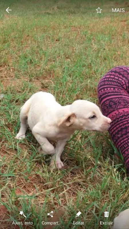Cachorro ra a Vira Lata idade Abaixo de 2 meses nome Filhotes