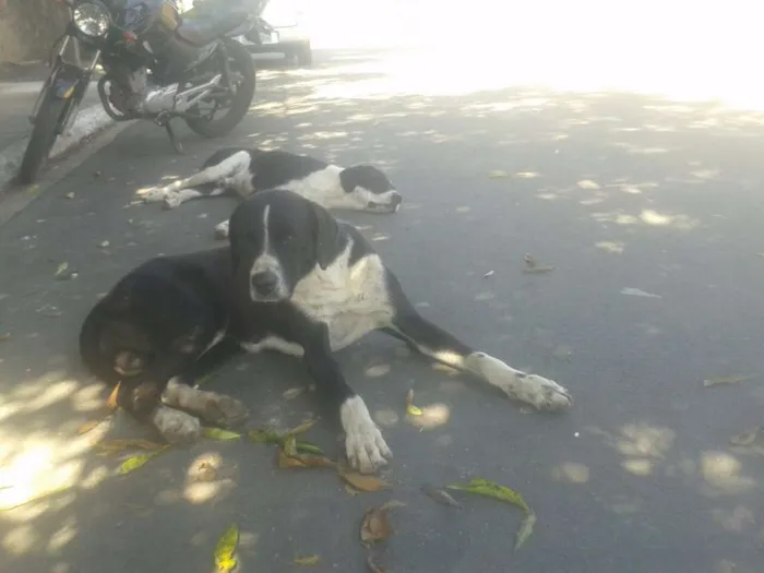 Cachorro ra a Srd idade 2 anos nome Sem nome