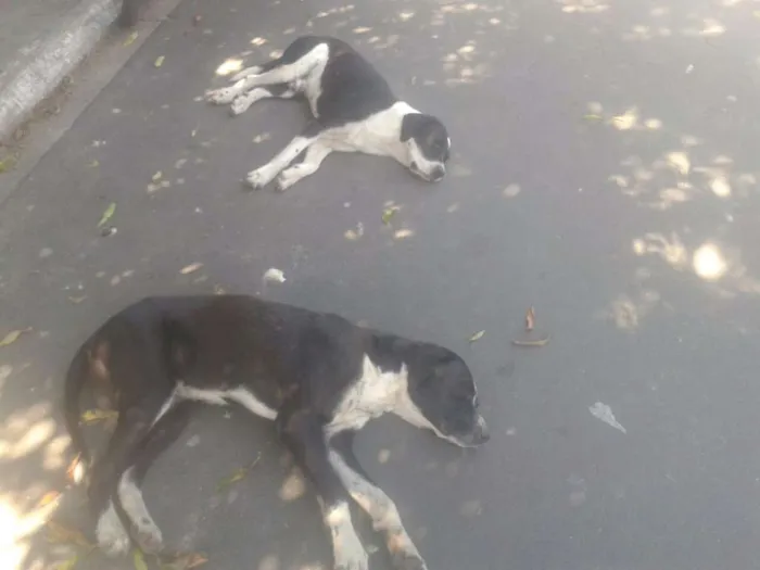 Cachorro ra a Srd idade 2 anos nome Sem nome