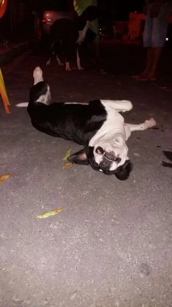 Cachorro ra a Srd idade 2 anos nome Sem nome