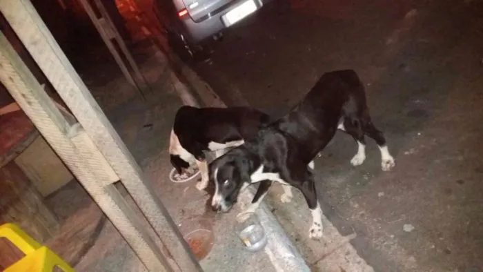 Cachorro ra a Srd idade 2 anos nome Sem nome