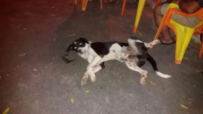 Cachorro ra a Srd idade 2 anos nome Sem nome