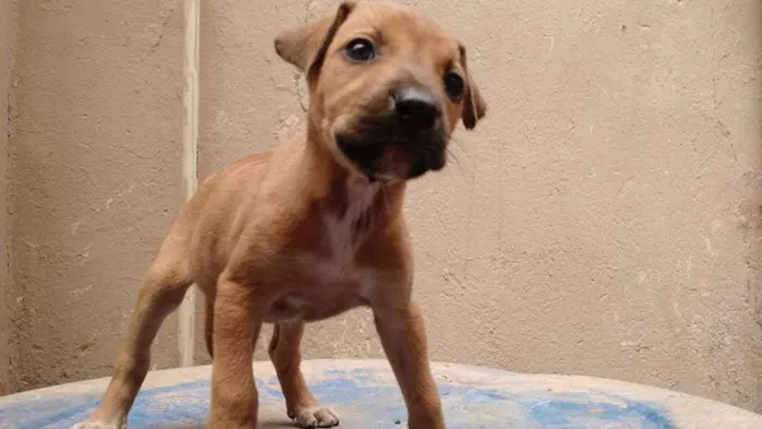 Cachorro raça SRD idade 2 a 6 meses nome Pandora