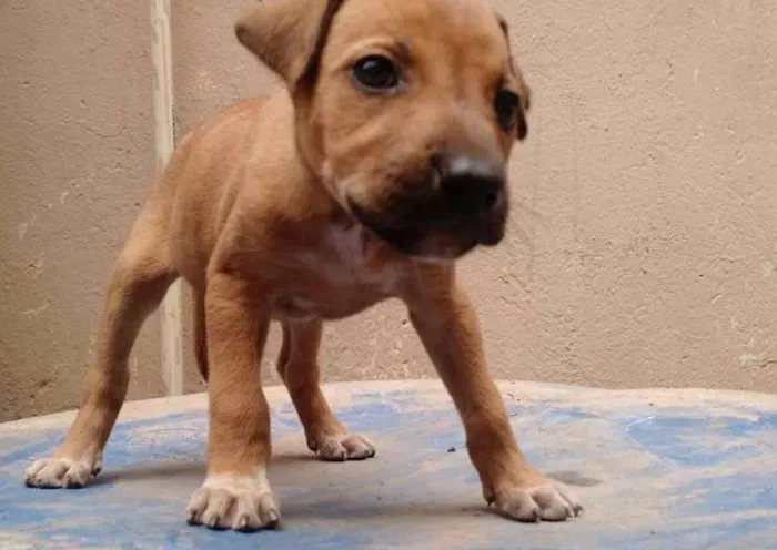 Cachorro raça SRD idade 2 a 6 meses nome Pandora