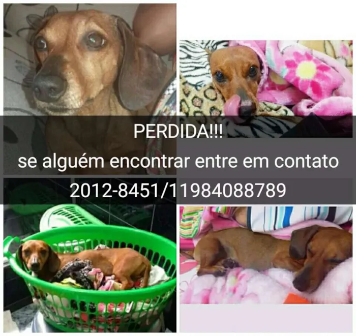 Cachorro ra a Basset dachshund idade 5 anos nome Rihanna