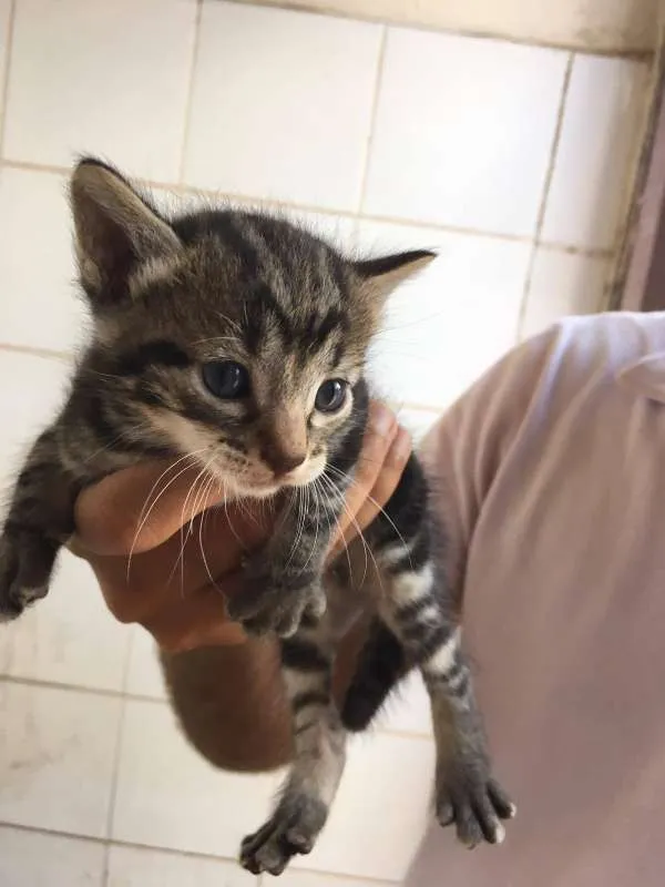 Gato ra a  idade Abaixo de 2 meses nome Fofinhos