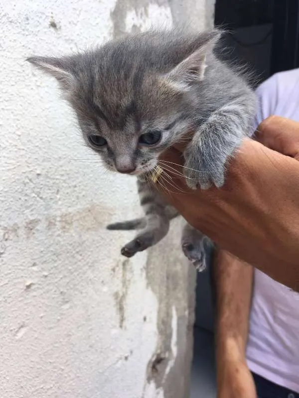 Gato ra a  idade Abaixo de 2 meses nome Fofinhos