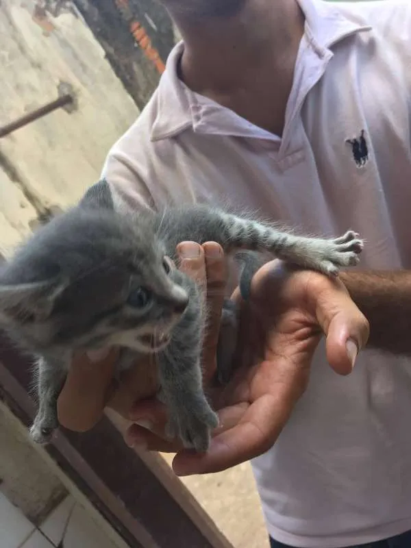Gato ra a  idade Abaixo de 2 meses nome Fofinhos