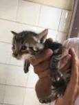 Fofinhos