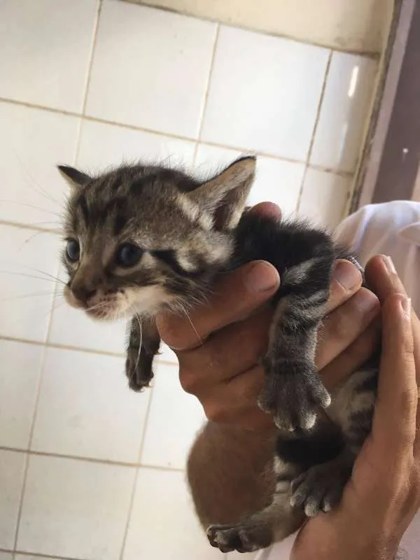 Gato ra a  idade Abaixo de 2 meses nome Fofinhos