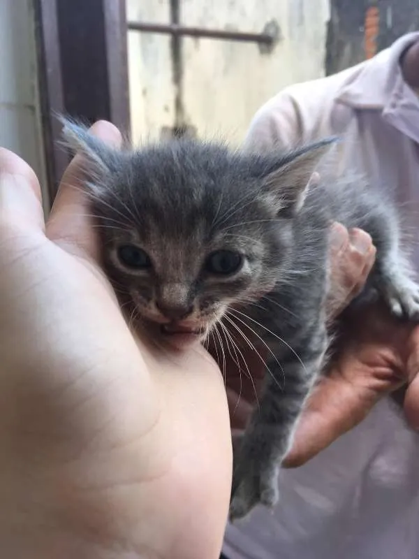 Gato ra a  idade Abaixo de 2 meses nome Fofinhos