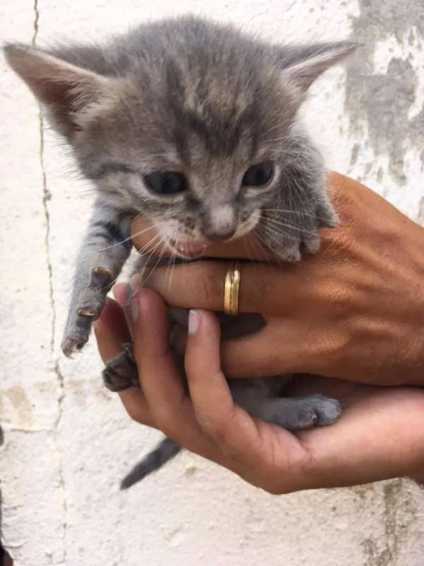 Gato ra a  idade Abaixo de 2 meses nome Fofinhos