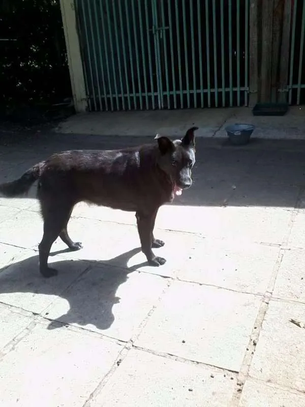 Cachorro ra a SRD/ Pastor Belga idade 5 anos nome Princesa