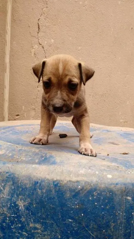 Cachorro raça SRD idade 2 a 6 meses nome Diana