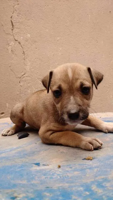 Cachorro raça SRD idade 2 a 6 meses nome Diana