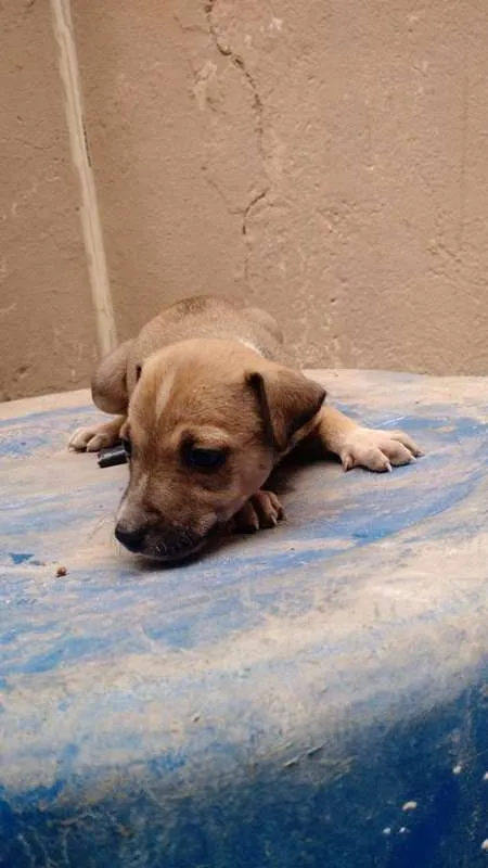 Cachorro raça SRD idade 2 a 6 meses nome Diana