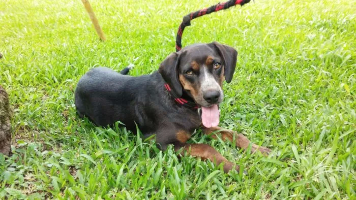 Cachorro ra a SRD/ Perdigueiro idade 6 ou mais anos nome Hórus