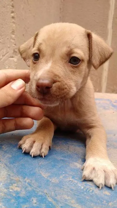 Cachorro raça SRD idade 2 a 6 meses nome Hércules