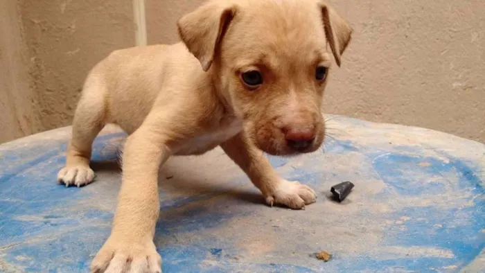 Cachorro raça SRD idade 2 a 6 meses nome Hércules