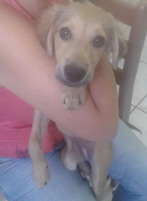Cachorro ra a srd idade 2 a 6 meses nome Iva