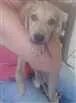 Cachorro raça srd idade 2 a 6 meses nome Iva