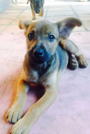 Cachorro raça SRD idade 2 a 6 meses nome Macho 1