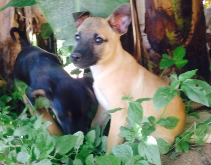 Cachorro ra a SRD idade 2 a 6 meses nome Macho 2