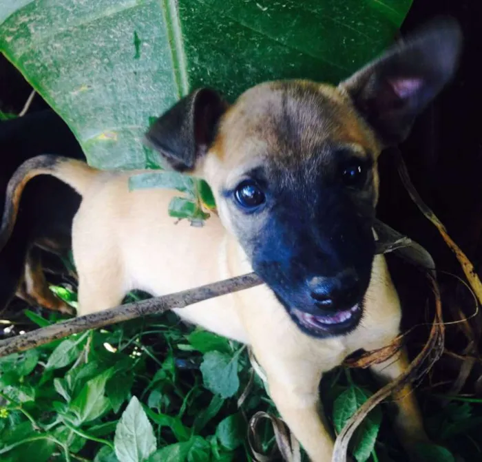 Cachorro ra a SRD idade 2 a 6 meses nome Macho 2