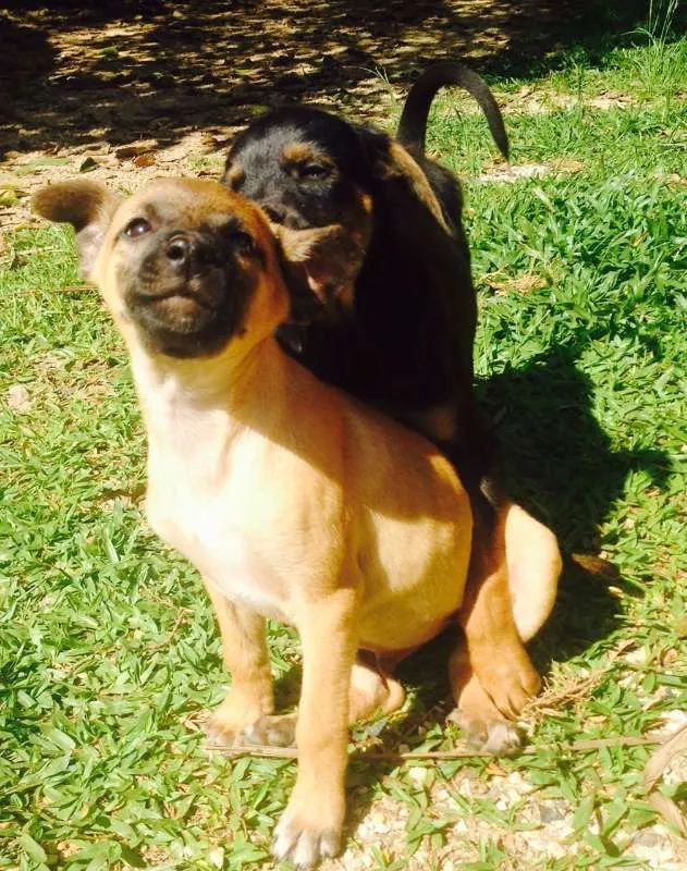 Cachorro ra a SRD idade 2 a 6 meses nome Macho 2