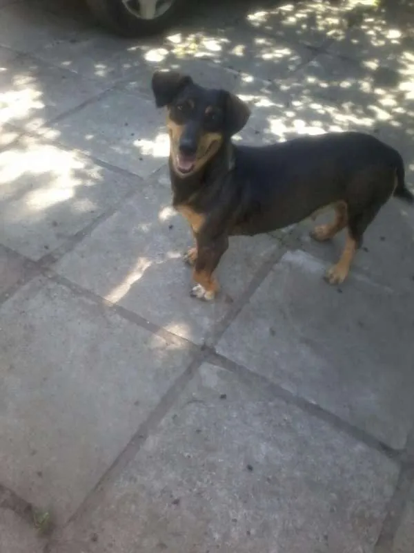 Cachorro ra a SRD/ Basset idade 4 anos nome Flor