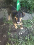 Flor