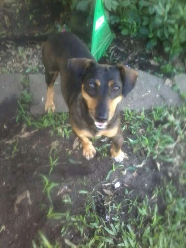 Cachorro ra a SRD/ Basset idade 4 anos nome Flor
