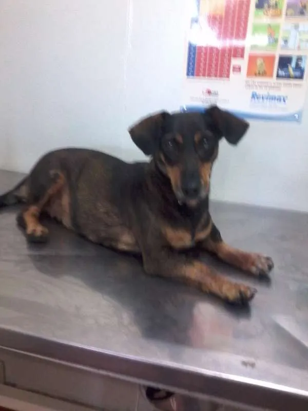 Cachorro ra a SRD/ Basset idade 4 anos nome Flor