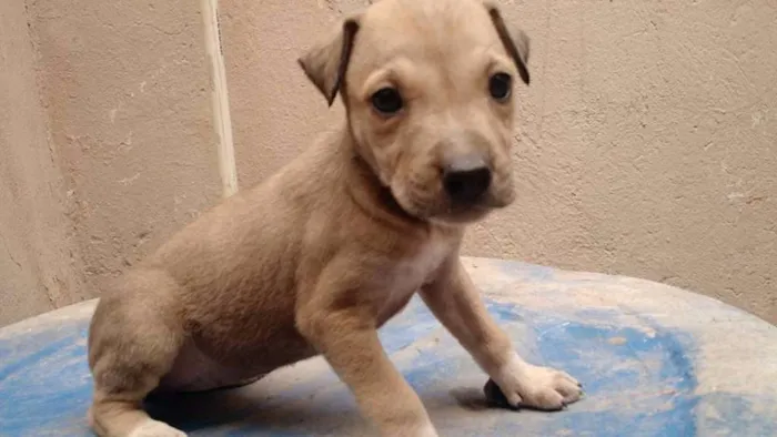 Cachorro raça SRD idade 2 a 6 meses nome Íris