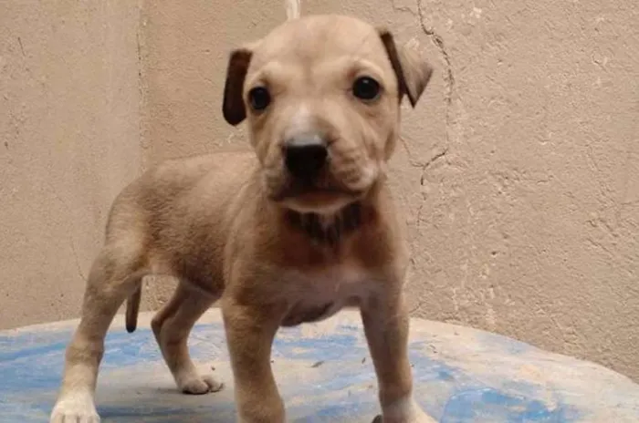 Cachorro raça SRD idade 2 a 6 meses nome Íris