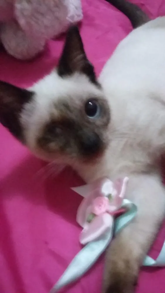 Gato ra a SIAMESA idade 2 a 6 meses nome SEM NOME 