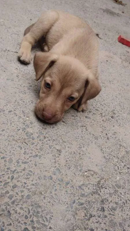 Cachorro raça SRD idade 2 a 6 meses nome Harpina