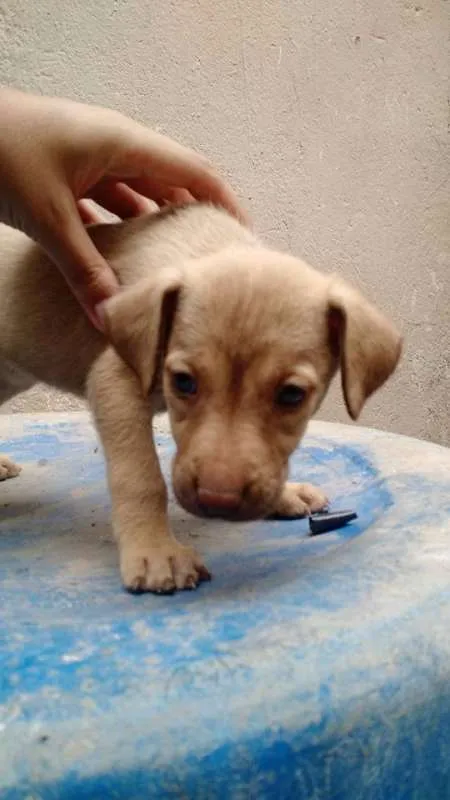 Cachorro raça SRD idade 2 a 6 meses nome Harpina